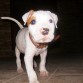 bull terrier americano